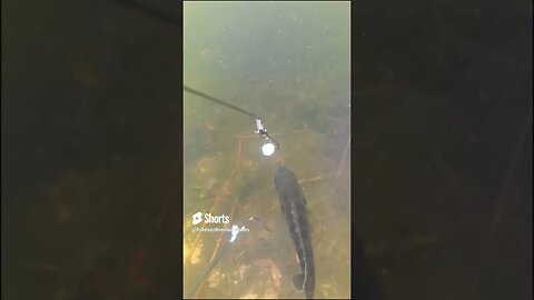 Watch a Bluegill Devour a Minnow