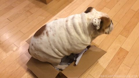 Determined Bulldog attempts to sit inside very small box