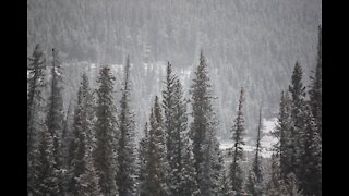 Boreal Forest and Trees