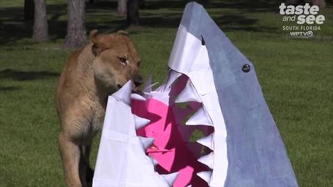 Lion Country Safari celebrates Shark Week