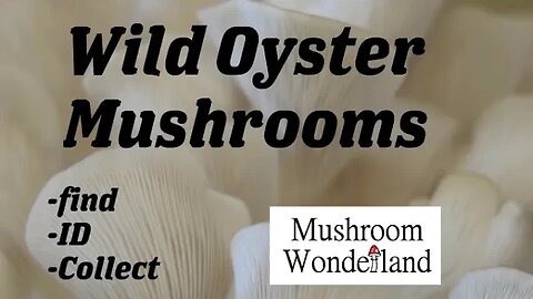 Finding spring Oyster Mushrooms, Pleurotus ostreatus