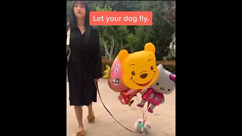 Your Dog Is Flying | Funny Videos | Pet videos