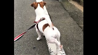 Jack Russell Terrier humorously "winds up" for walk