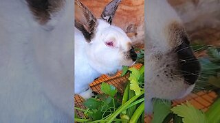 Rabbit enjoying celery (turn the volume up) #shorts