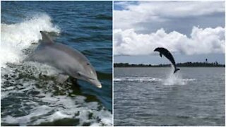 Delfini fanno salti spettacolari in acqua
