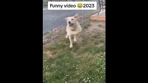 Pets funny video collection