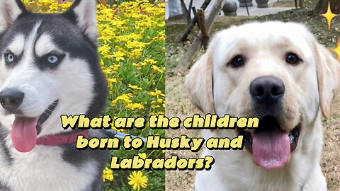 What are the children born to Husky and Labradors?