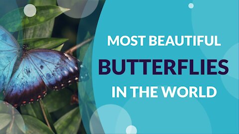 Top 10 Most Unusual and Beautiful Butterflies In The World
