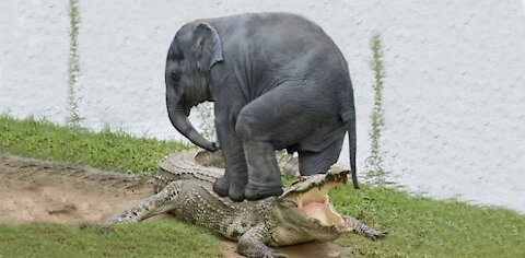 Amazing Elephant Saves Baby Elephant From Crocodile