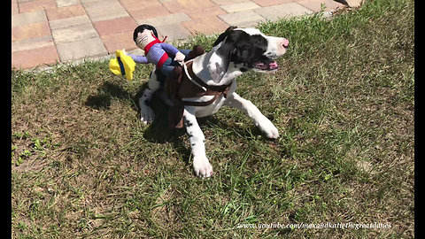 Puppy tries on his rodeo rider Halloween costume