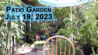 Patio Garden View, July 19, 2023 [ASMR, Chill, Relax]