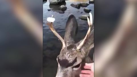 "Friendly Deer with A Donut on His Antler Greets a Camper"