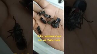 7 out of 10 lantern flies ded on their own being separated from their food source 24 hours later.