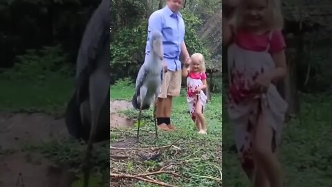 Pai e Filha com Pássaro pré histórico #shorts