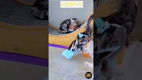 Best Funniest Animals Videos - funniest animals videos😂 - best cats😹 and dogs🐶 videos 2023!