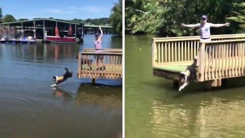 Dog Loves Jumping Off Dock Into The Water