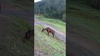 Arabian pony grazing