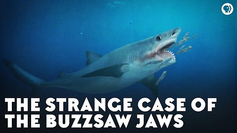 The Strange Case of the Buzzsaw Jaws