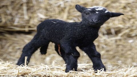 Ba Ba Black Sheep keeps her wool!