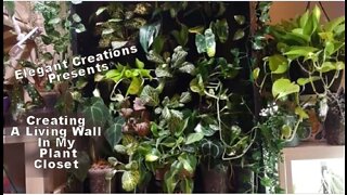 ❤️How I Created A Living Plant Wall in my Plant Closet❤️PLANT THERAPY❤️