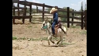 GIDDYUP! Tiny cowboy rides burro best friend - ABC15 Digital