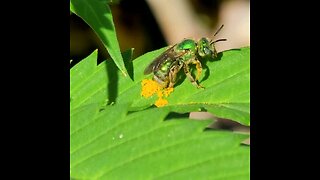 Metallic Green Sweat Bee covered in pollen