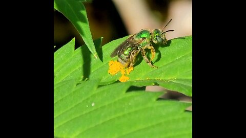 Metalic Green Sweat Bee covered in pollen