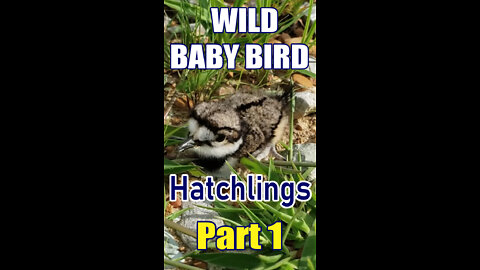 Newborn Killdeer Hatchlings PART 1 | HopFamMedia #short