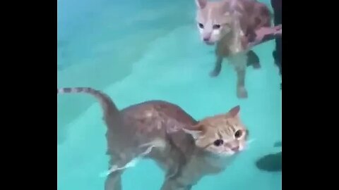Cute Cat can Float