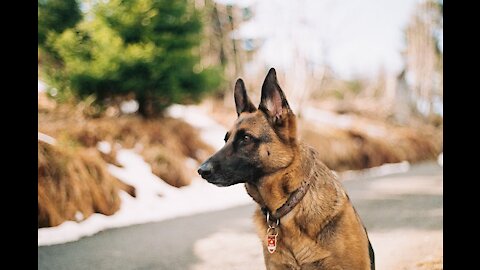 Well Trained dogs | Disciplined Dog | Best Friend | Dog Show | Champion Dog