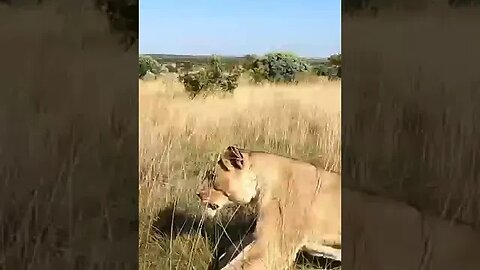 Lion Sister Chases Brother| The Lion Whisperer