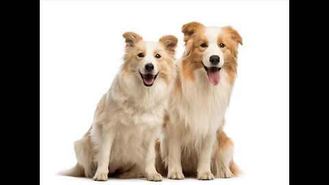 TOP 10 Differences Between Male And Female #Dogs!