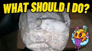 Mushrooms Growing In A Grain Bag (My First Time)