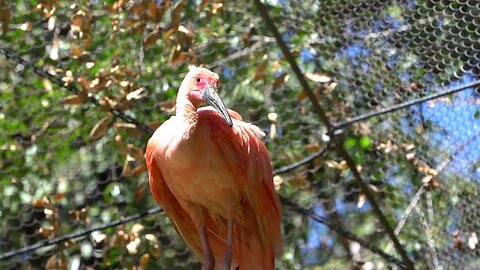 CatTV: flamingo