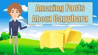 Amazing Facts About Capybara