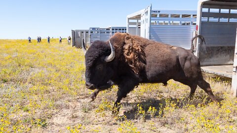 Handling a bison while transferred