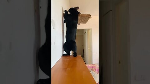 Cat Does A Jump Twist #blackcat