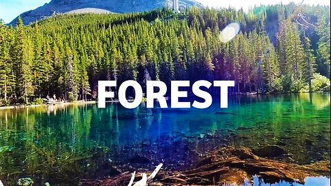 Amazing Forest Scenery - With Relaxing Music |