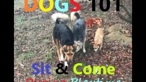 DOGS Voice Command DIY | Sit and Come | During Playtime | SUPER Easy DIY in 4D Good Boy