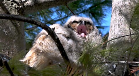 Baby great horned owl yawns as he cuddles with his brother