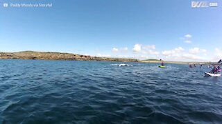 Des dauphins nagent aux côtés de kayaks irlandais