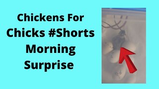 Morning Surprise Baby Silkie Hatching #shorts