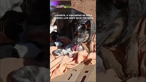 URGENTE, OS FILHOTES NASCERAM - - URGENT, THE PUPPIES ARE BORN - - #shorts