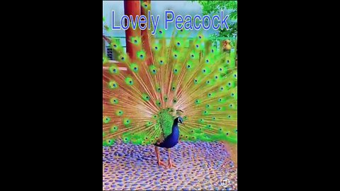 Lovely Peacock is enjoying the nature.