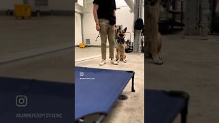 Dog Training: New 2-Week B&T Duke Crushing The Place Command #dogs #shorts #dogshorts