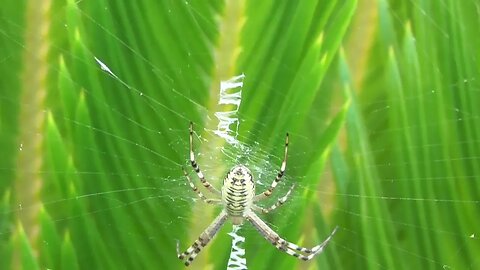 🕷 Argiope Bruennichi 1º Generación 2023