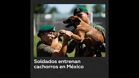 Entrenamiento canino en un centro del Ejército mexicano