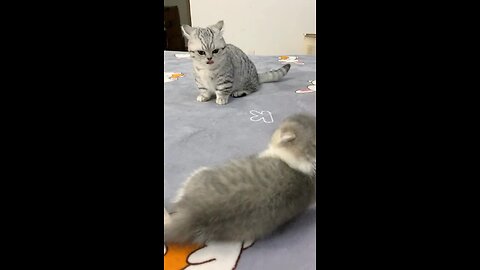 just playing kitten