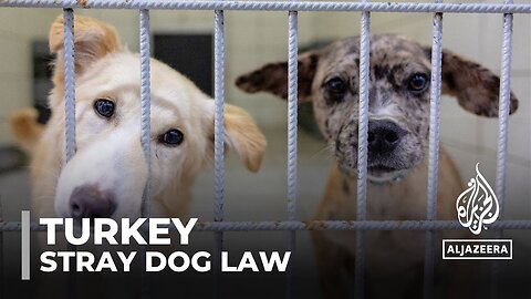 Turkey’s stray dog law: Parliament has approved law alarming animal lovers | N-Now ✅