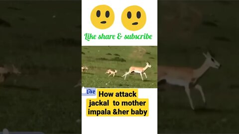 How attack jackal to mother impala &her baby®#shorts #youtubeshorts #shortsfeed